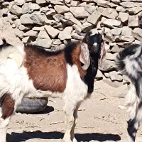 هیکلی|حیوانات مزرعه|سراوان, |دیوار