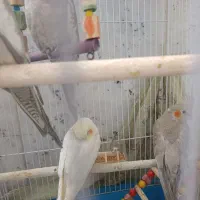 پرنده|پرنده|ماهدشت, |دیوار