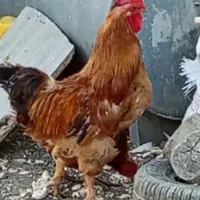 خروس