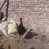 بوقلمون|حیوانات مزرعه|چناران, |دیوار