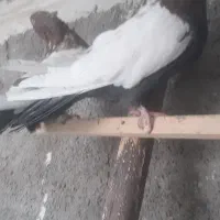 ۳عدد سینه‌ای چهل سانتی نر جوانه پا بلند|پرنده|میانه, |دیوار