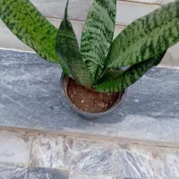 گل طبیعی|گل و گیاه طبیعی|کرمانشاه, |دیوار