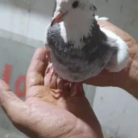 کبوتر کفتر دمگیر طوقی سینه ای|پرنده|اصفهان, شیخ اشراق|دیوار