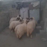 فروش ۱۰عددبره ماده سنجابی اصیل