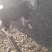 فروشی|حیوانات مزرعه|قزوین, |دیوار