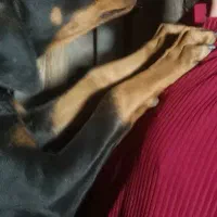 دوبرمن اصیل