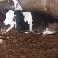 خرید فروش|حیوانات مزرعه|فریدونشهر, |دیوار