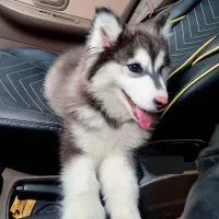 سگ هاسکی ماده1 ساله|سگ|مشهد, طلاب|دیوار