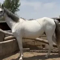 اسب ترکمن مناسب برای سواری و کورس
