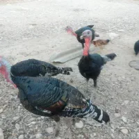 بوقلمون|حیوانات مزرعه|شنبه و طسوج, |دیوار