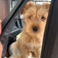 واگذاری سگ مالتیپو و پودل پا کوتاه