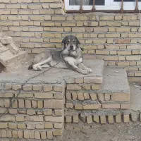 فزوش سگ ماده پژدر