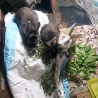 خرگوش|موش و خرگوش|اردبیل, |دیوار