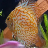 دیسکس چکربرد|ماهی|ری, سیزده آبان|دیوار