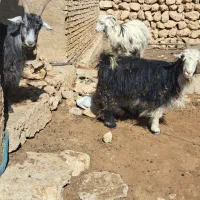 بز داشتی جوان|حیوانات مزرعه|ارد, |دیوار