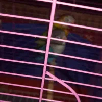 دو عدد طوطی برزیلی تخم گزار|پرنده|شاهرود, |دیوار