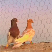 کبوتر رنگی کله سرخ و زرد عطیقه