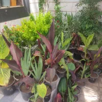 گیاه اختر زنبق