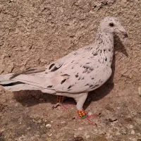 خطی نر سر و صورت عالی