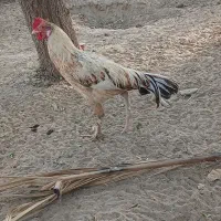 مرغ محلی|حیوانات مزرعه|میناب, |دیوار