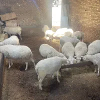 میش و بره رومن و لاکن