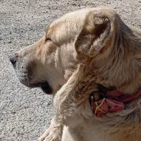 سگ سگ سگ|سگ|بروجرد, |دیوار