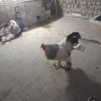 خروس برهما