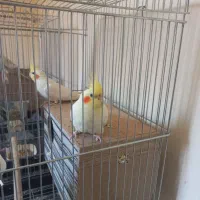 عروس هلندجوچه۸ماه جفت ۲۲۰۰۰۰۰