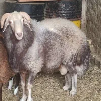 شیشک قوچ افشار چهار دندان 37000000