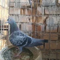 بازرگان نشسته|پرنده|باوی, |دیوار