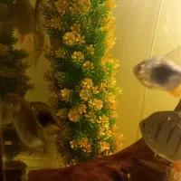 دالر بلک‌بری وبلک بار|ماهی|اصفهان, ملاصدرا|دیوار