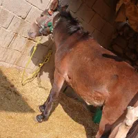 قاطر سواری،وباری،4سال