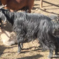 تیشترباکهره