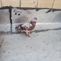 دوعدد چیتی نر|پرنده|اردبیل, |دیوار