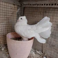 یک جفت کبوتر دم چتری پرپا کاکلی گردن لرزون|پرنده|مشهد, سرافرازان|دیوار