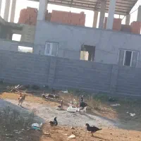 بنایی ساختمان از صفر تا صد|خدمات پیشه و مهارت|امامزاده عبدالله, |دیوار