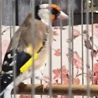 سهره زیبا خوش رخ جوجه قفس|پرنده|شهریار, شهرک شاهد|دیوار