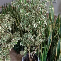 آگلونما چند بوته دیفن افوربیا اینجینس امستل