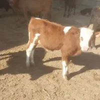 گوساله گیل دورگ سوپر