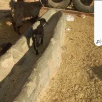 بز بزغاله دا ر|حیوانات مزرعه|سلفچگان, |دیوار