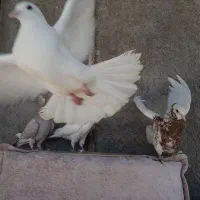 کبوتر