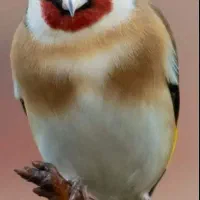 سهره خ ا ک ی نر کلام دار