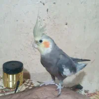 یک عدد عروس هلندی نر