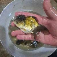 گلدفیش سایز ۴ اینچ قیمت مناسب