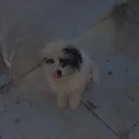 سگ پاکوتاه بازیگوش و باهوش