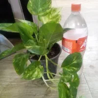 حراج حراج شد|گل و گیاه طبیعی|شیراز, لشکری‎|دیوار