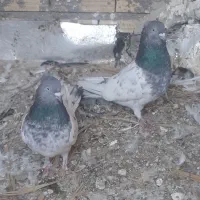 کفتر|پرنده|بم, |دیوار