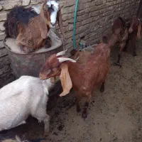 فروش کولار
