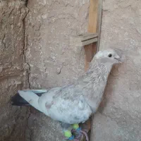 کبوتردورنگ