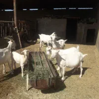 بز سانن
